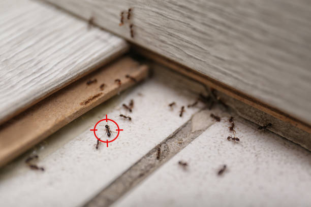 Professional Pest Control in South Haven, IN